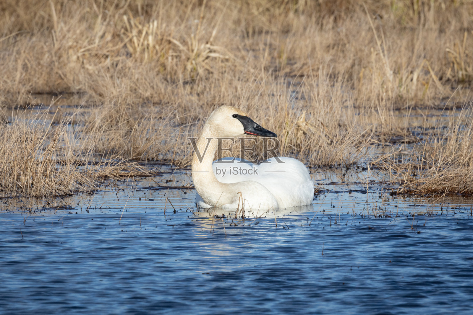 冻土天鹅照片摄影图片