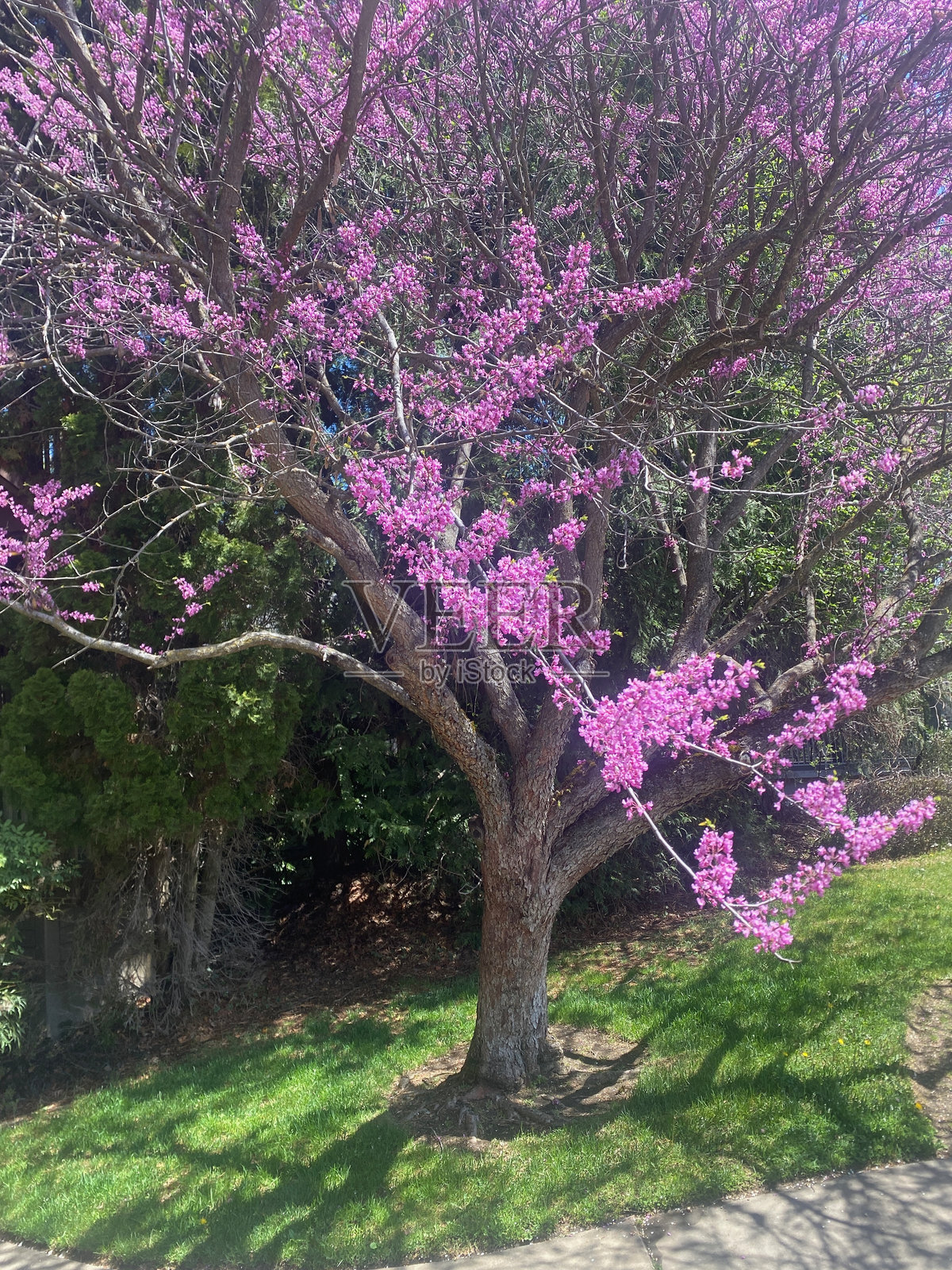 东部红花楸 - 盛开的粉色树木照片摄影图片