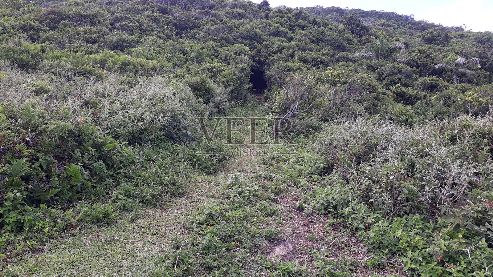 植被中的小径照片摄影图片