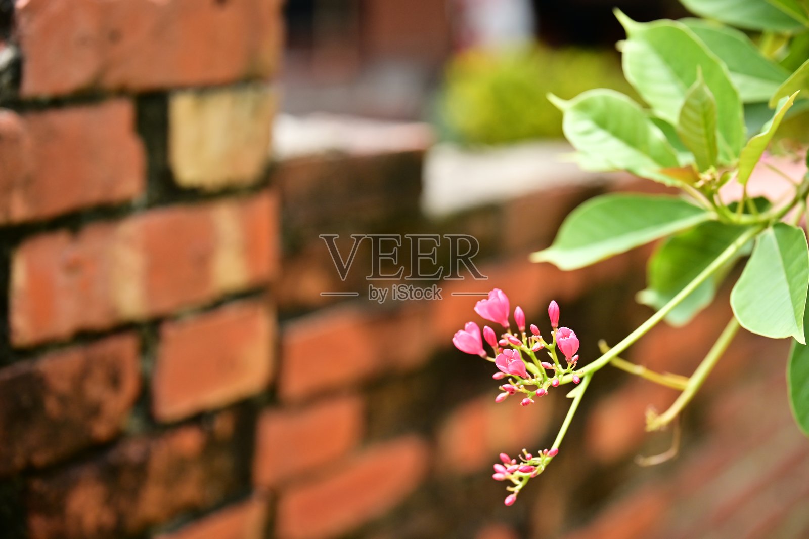 粉色珊瑚藤花与红砖墙照片摄影图片