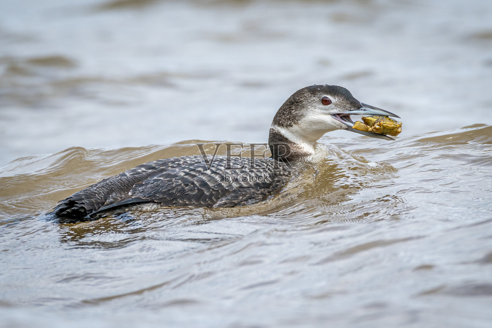 普通潜鸟在海洋中游泳，捕食螃蟹照片摄影图片