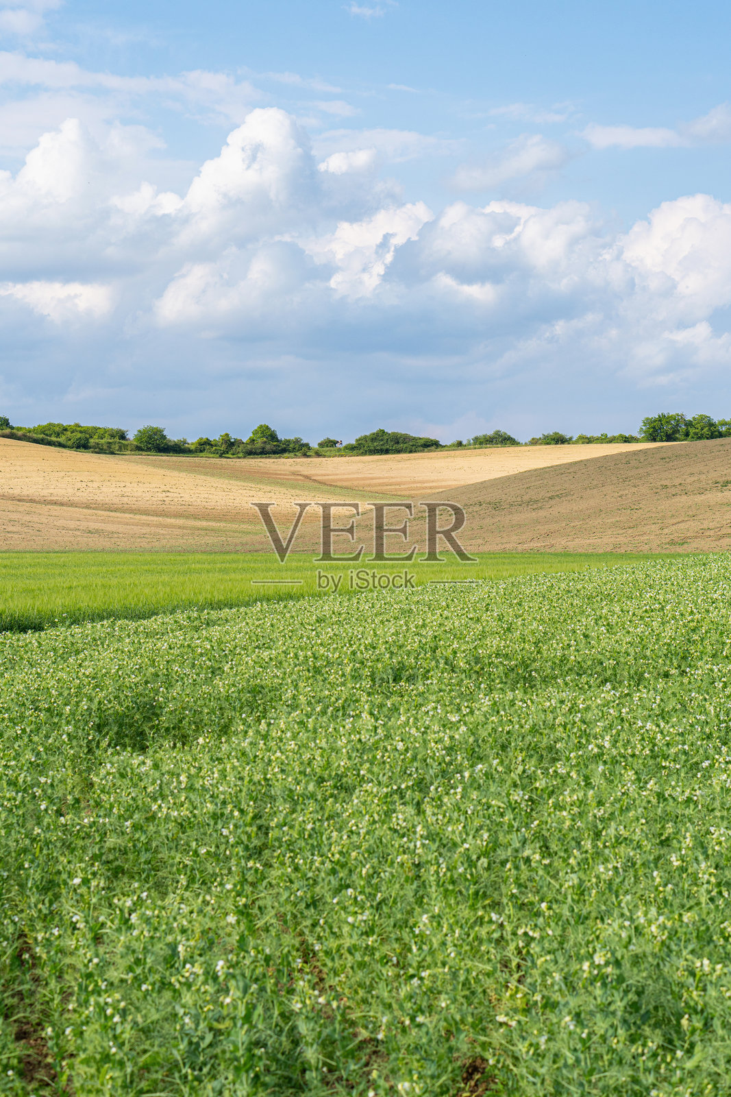 阳光下年轻的绿豆田景观照片摄影图片