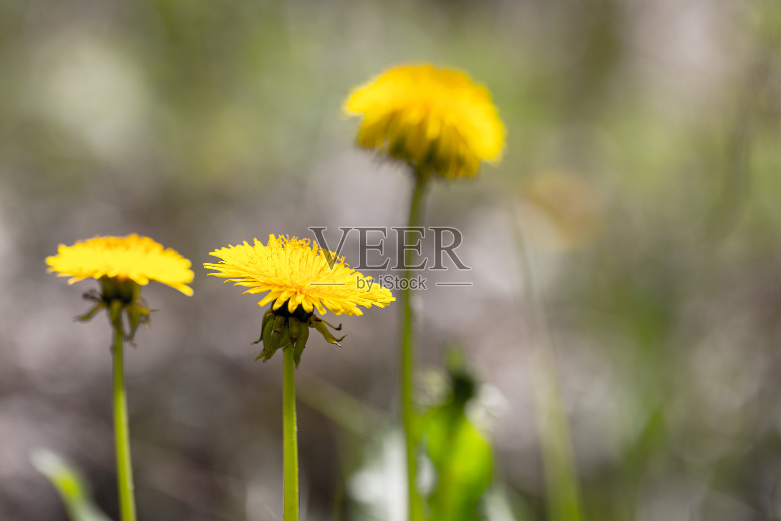 春天的草地上盛开着明亮的黄色蒲公英花。微距照片照片摄影图片