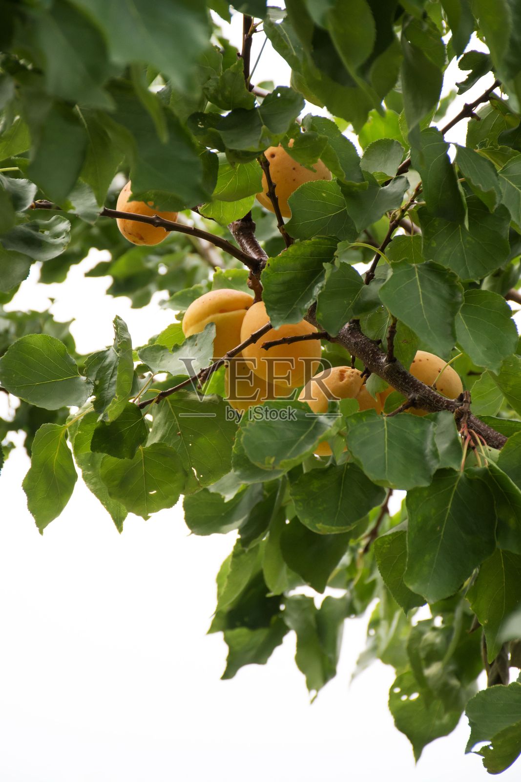 成熟杏子在树枝上挂着，周围是郁郁葱葱的绿叶。照片摄影图片