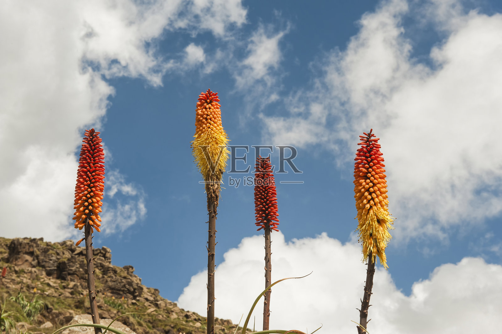 红热火炬花 - 西门山脉照片摄影图片