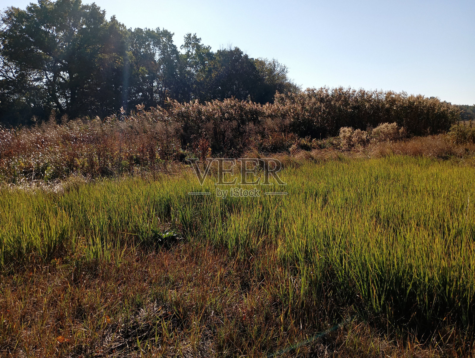 色彩斑斓的草地风景。前景是绿色的草，背景是高高的黄色芦苇和绿色的树木。自然植物背景。照片摄影图片