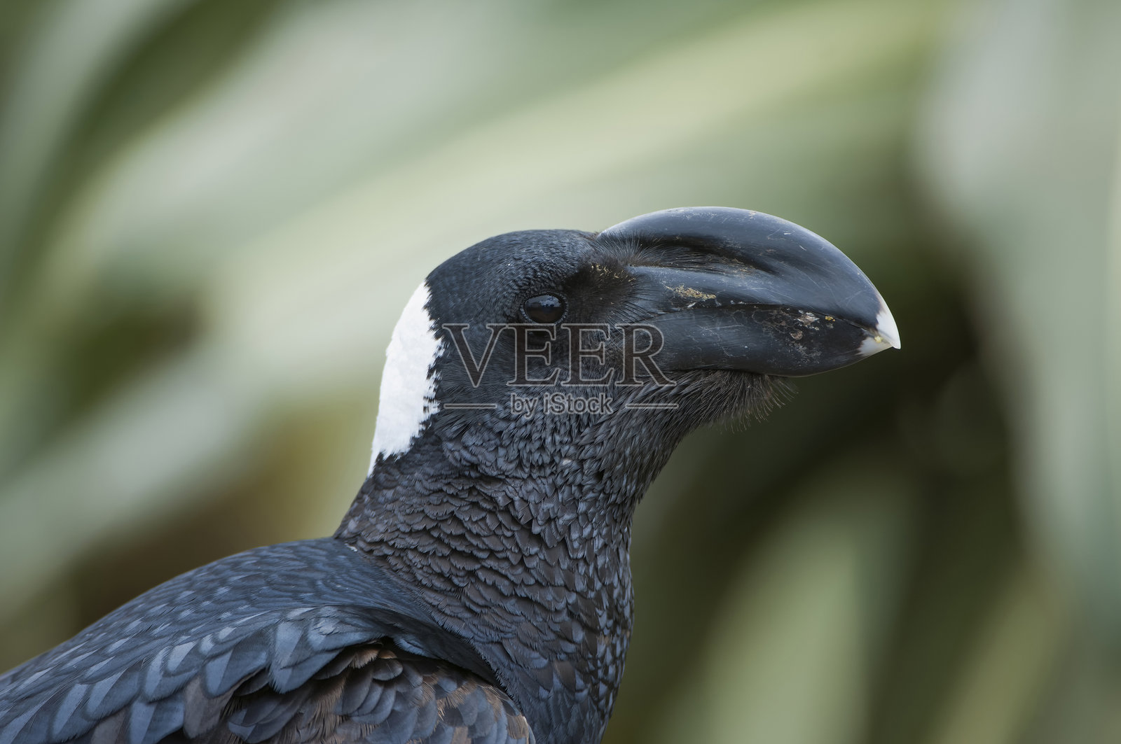 厚嘴乌鸦照片摄影图片