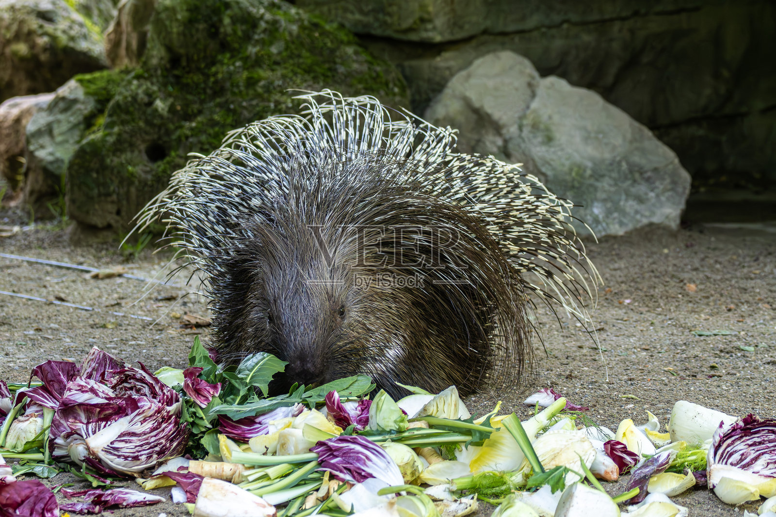 印度冠刺猬，Hystrix indica，在德国自然公园中照片摄影图片