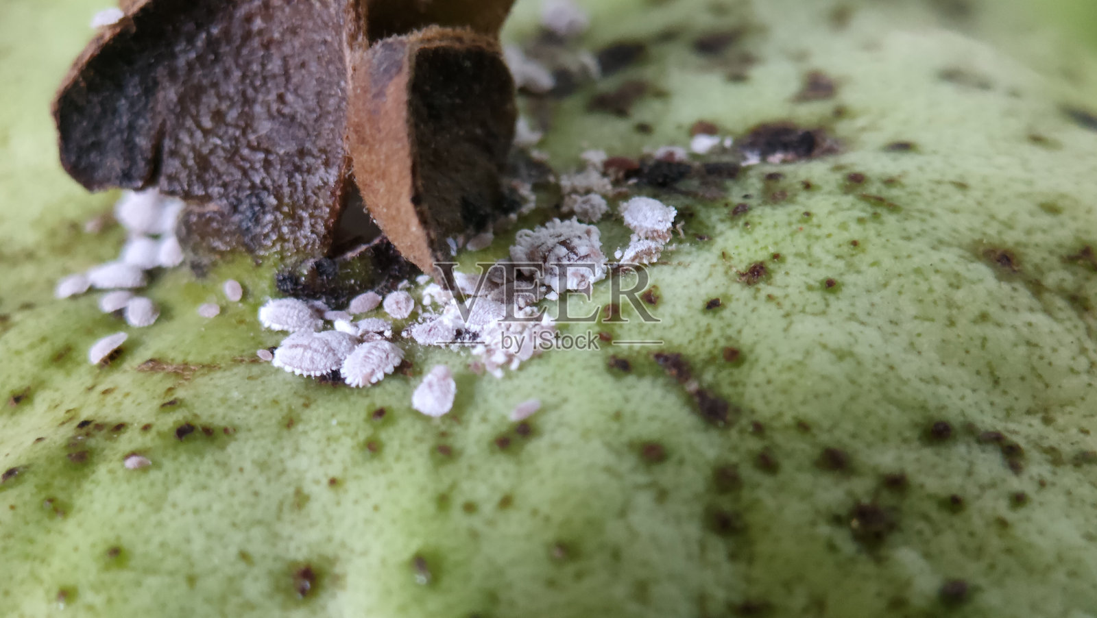 番石榴果实上的粉虱照片摄影图片