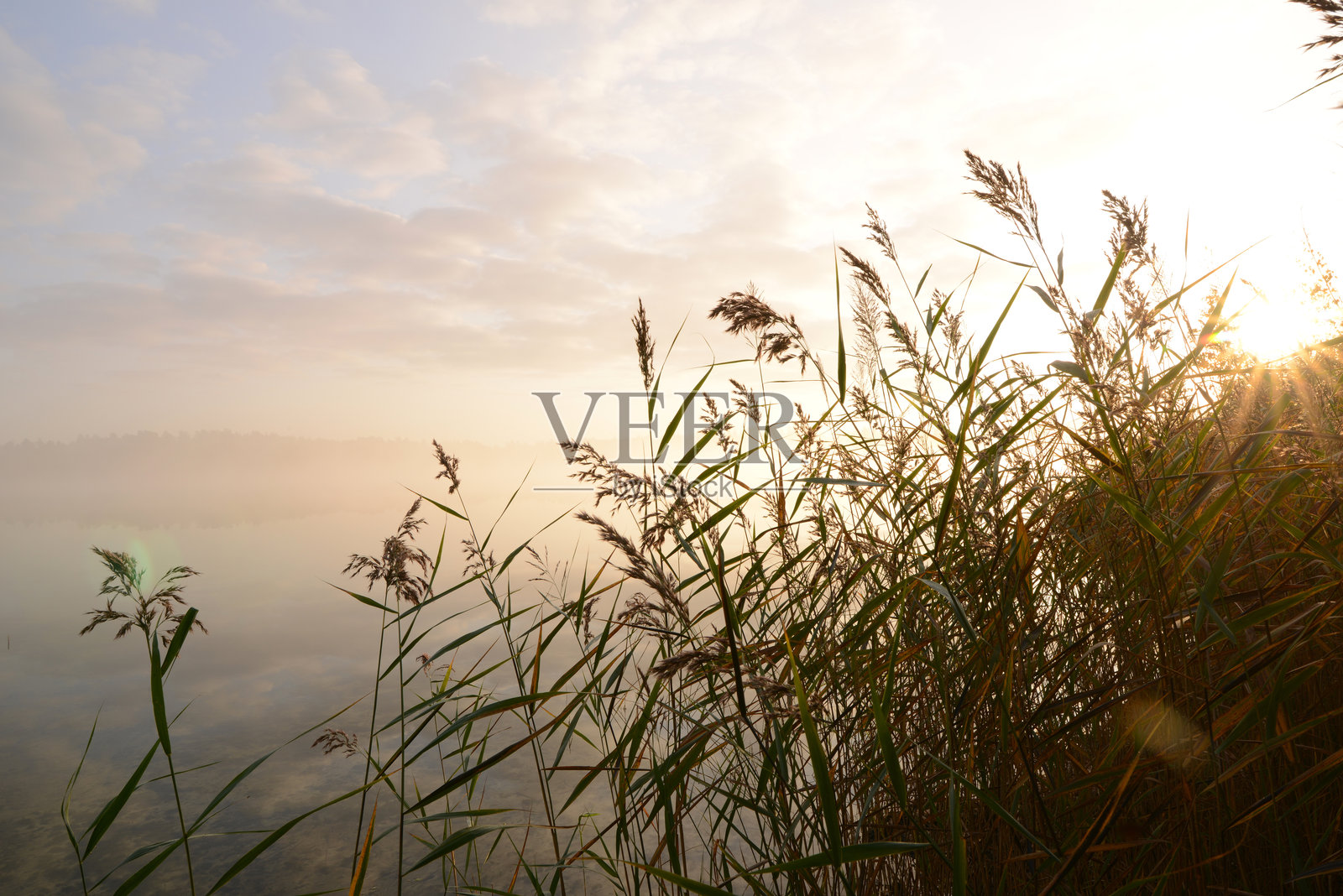 湖上的芦苇。美丽宁静的自然风景，伴随着芦苇、雾气、日出、云朵，以及河流或湖泊。照片摄影图片