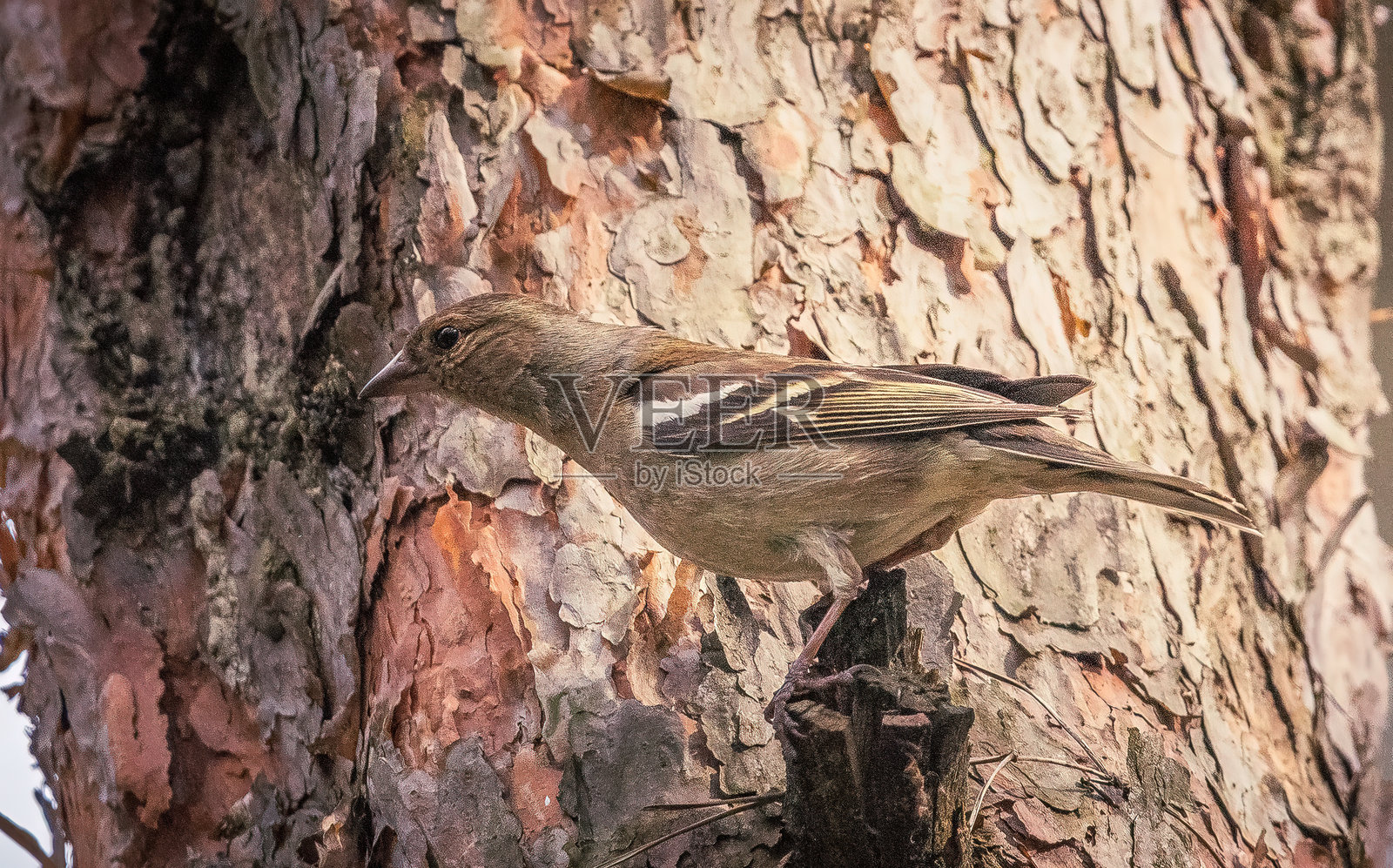 野生鸟类照片摄影图片