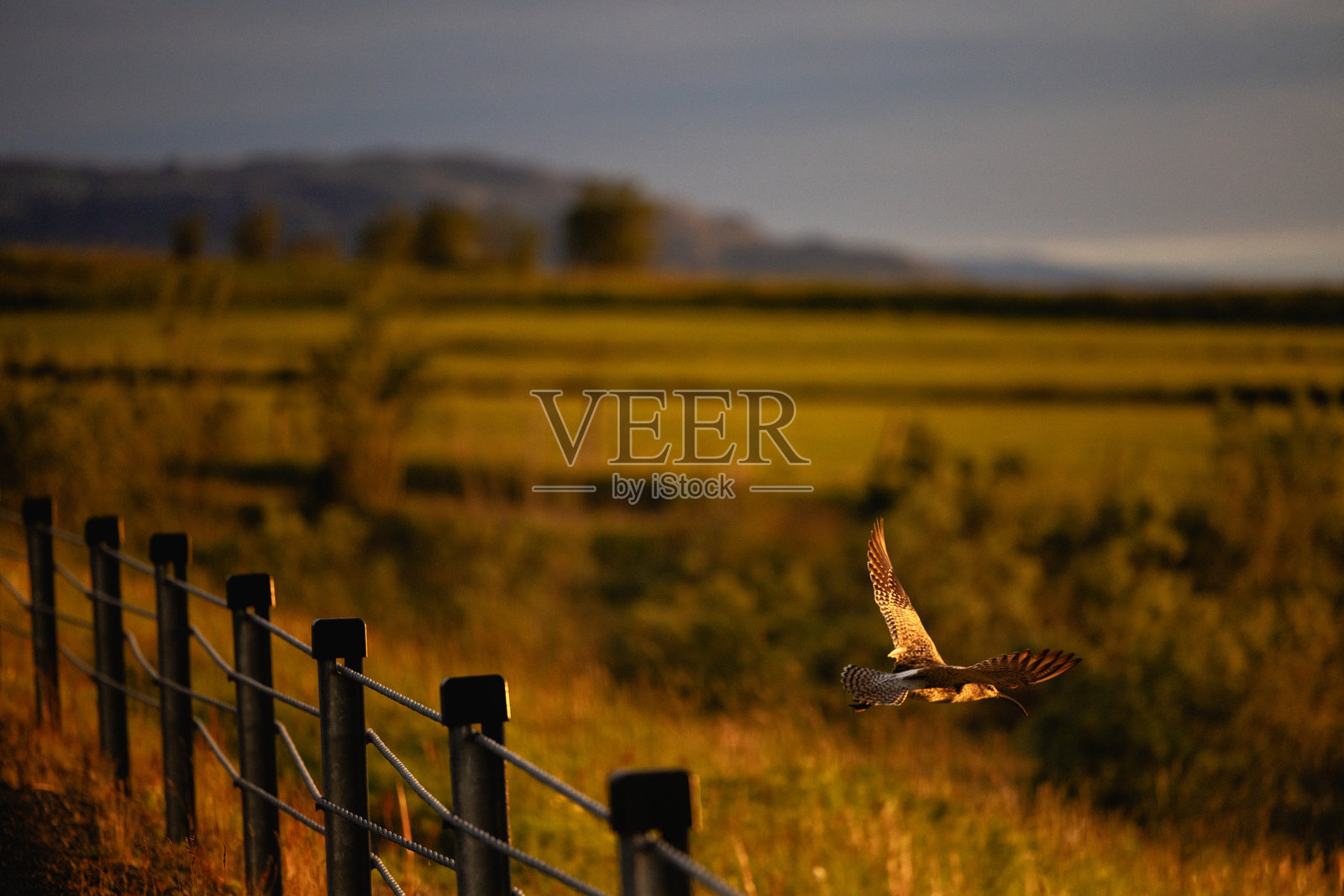 一只鸟在日落时分飞过一片有木栅栏的田野，下面是草地。照片摄影图片