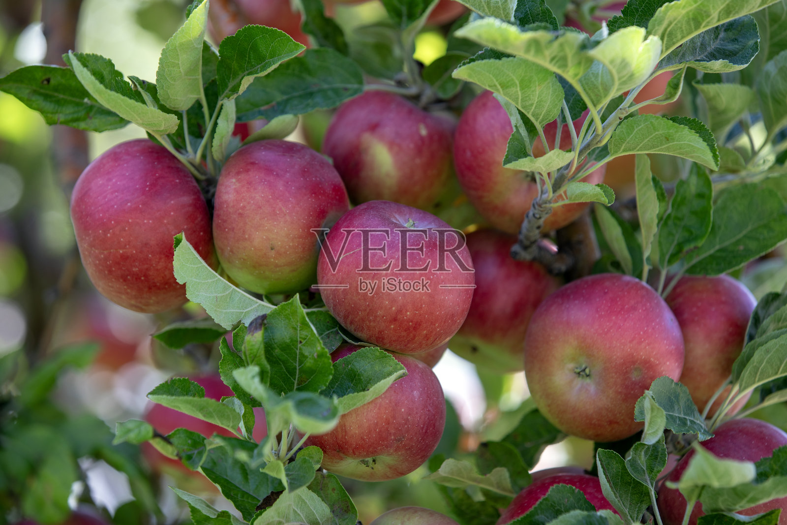 苹果和苹果收获照片摄影图片