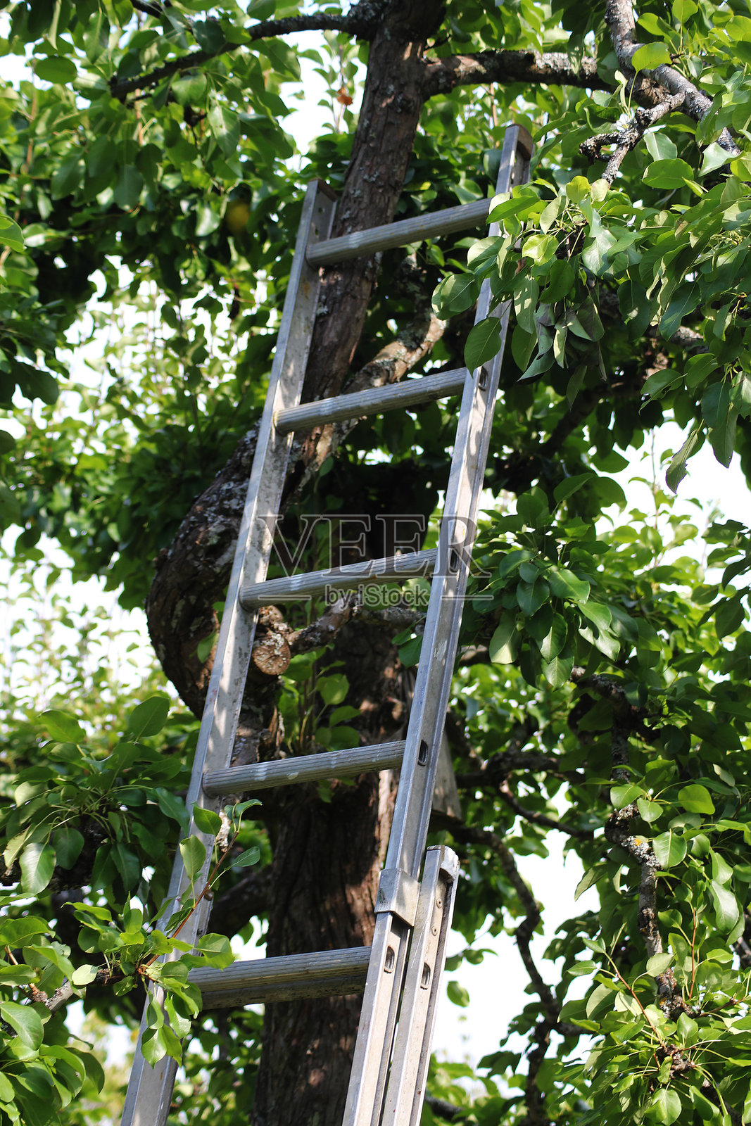一架梯子靠在一棵大苹果树上照片摄影图片