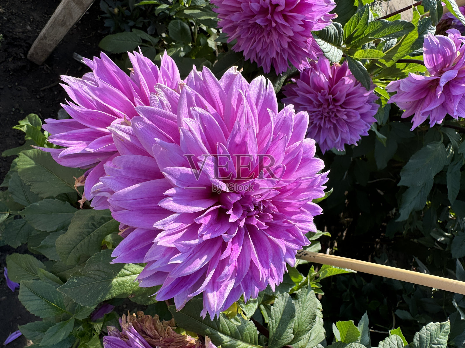 紫粉色大丽花‘幸运数字’照片摄影图片