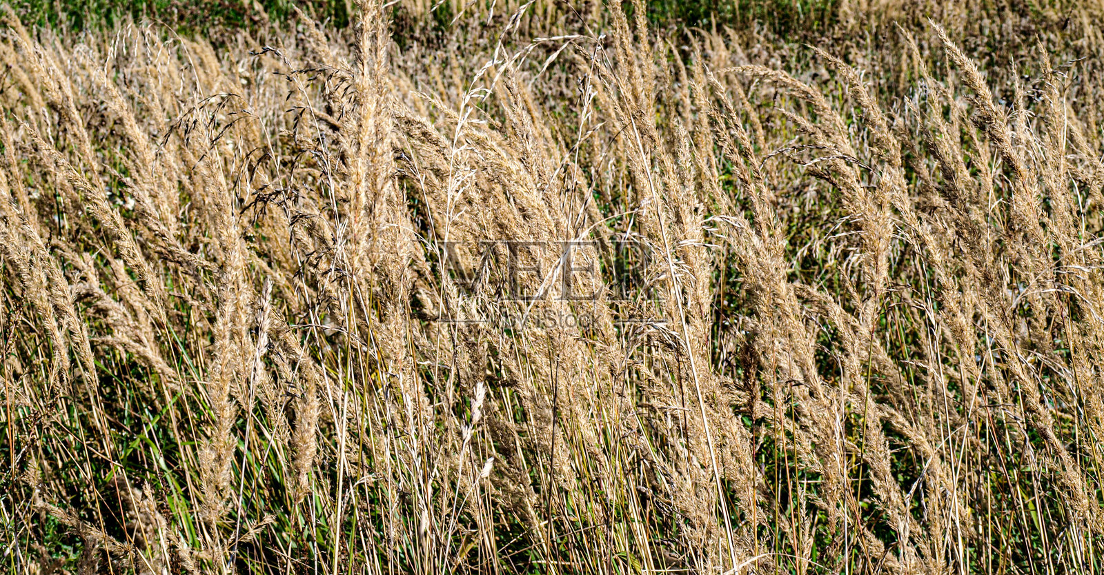 秋天田野中干燥美丽的草和麦穗作为纹理照片摄影图片