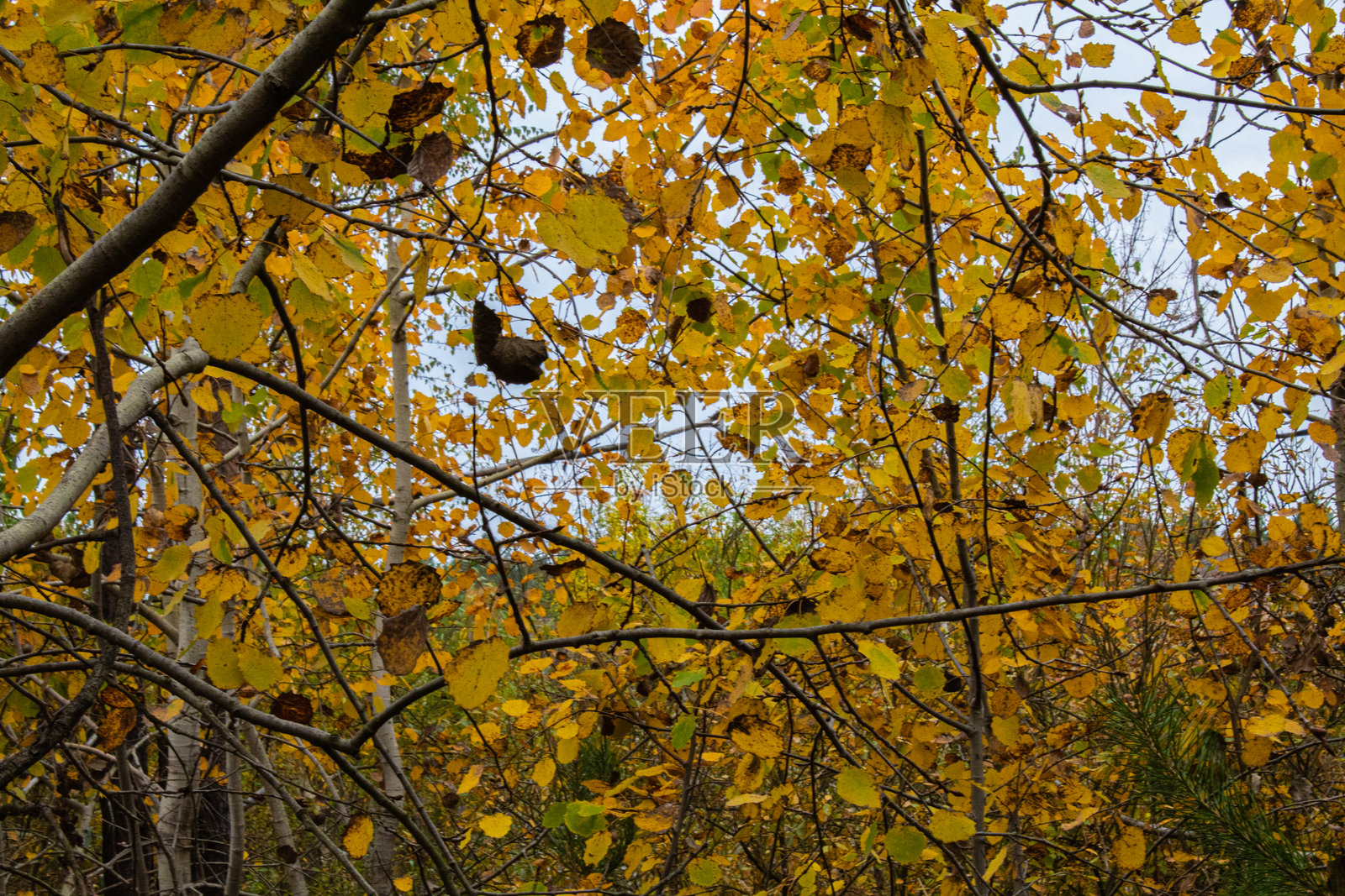 秋天的树叶映衬在蓝天之下照片摄影图片