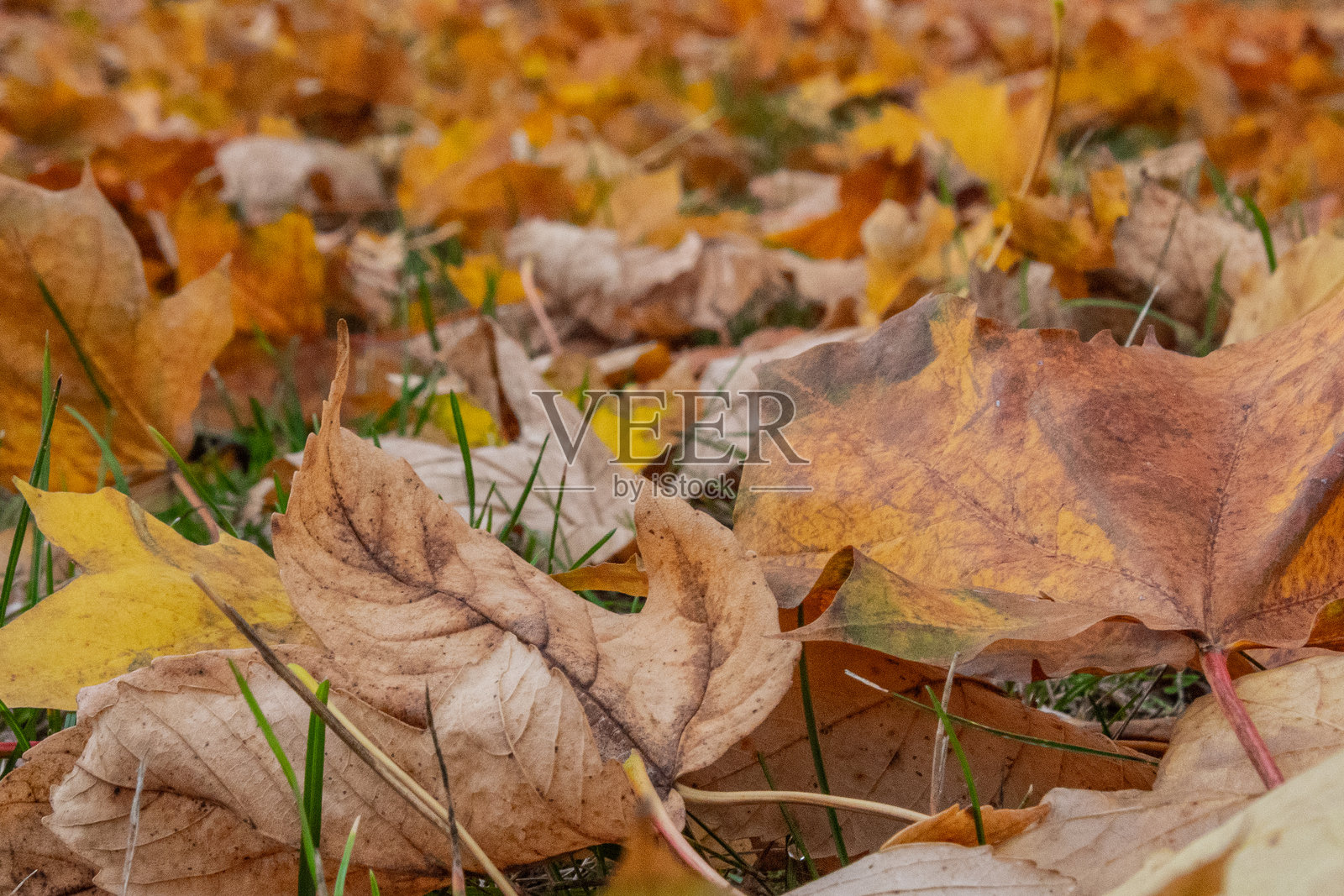 地面覆盖着秋天的落叶照片摄影图片
