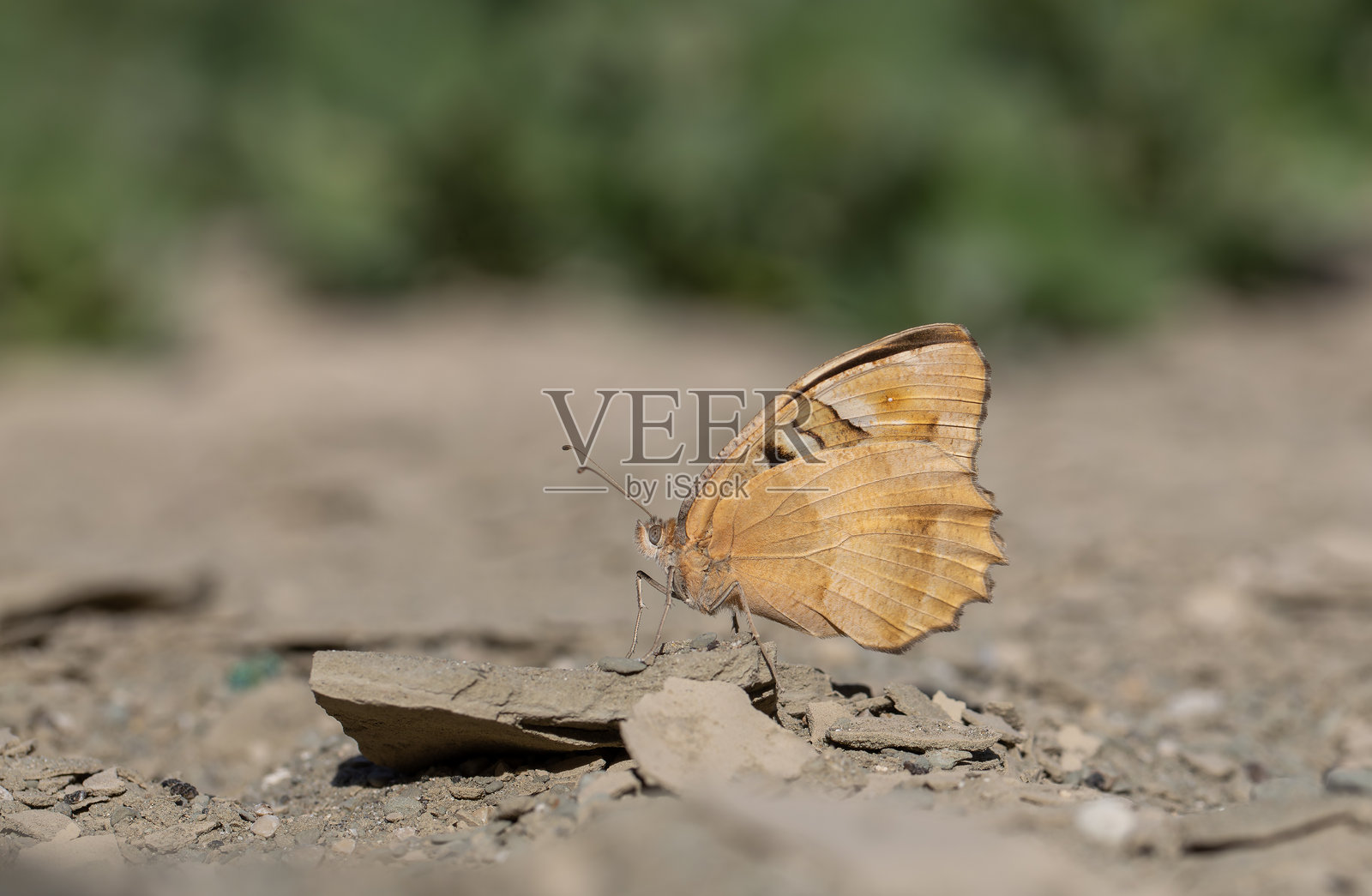 查扎拉·布里塞斯照片摄影图片