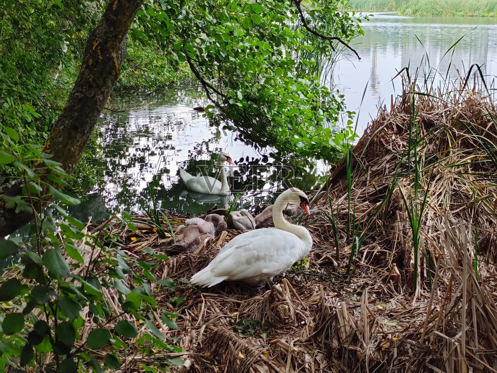 一群年轻的天鹅和小天鹅在芦苇丛中的巢里休息。自然栖息地中的水鸟野生动物场景。照片摄影图片