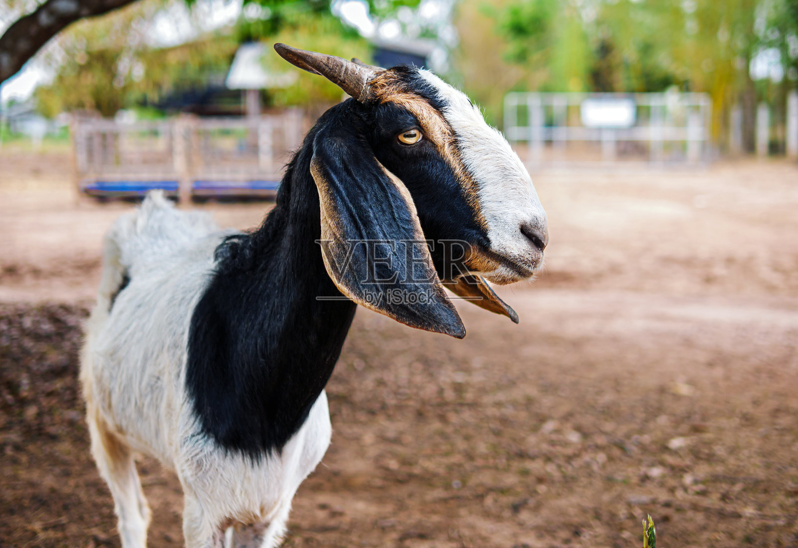 山羊农场的山羊头部特写肖像照片摄影图片