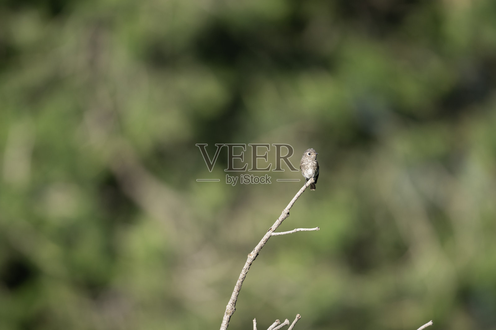 暗侧捕蝇鸟，西伯利亚捕蝇鸟照片摄影图片