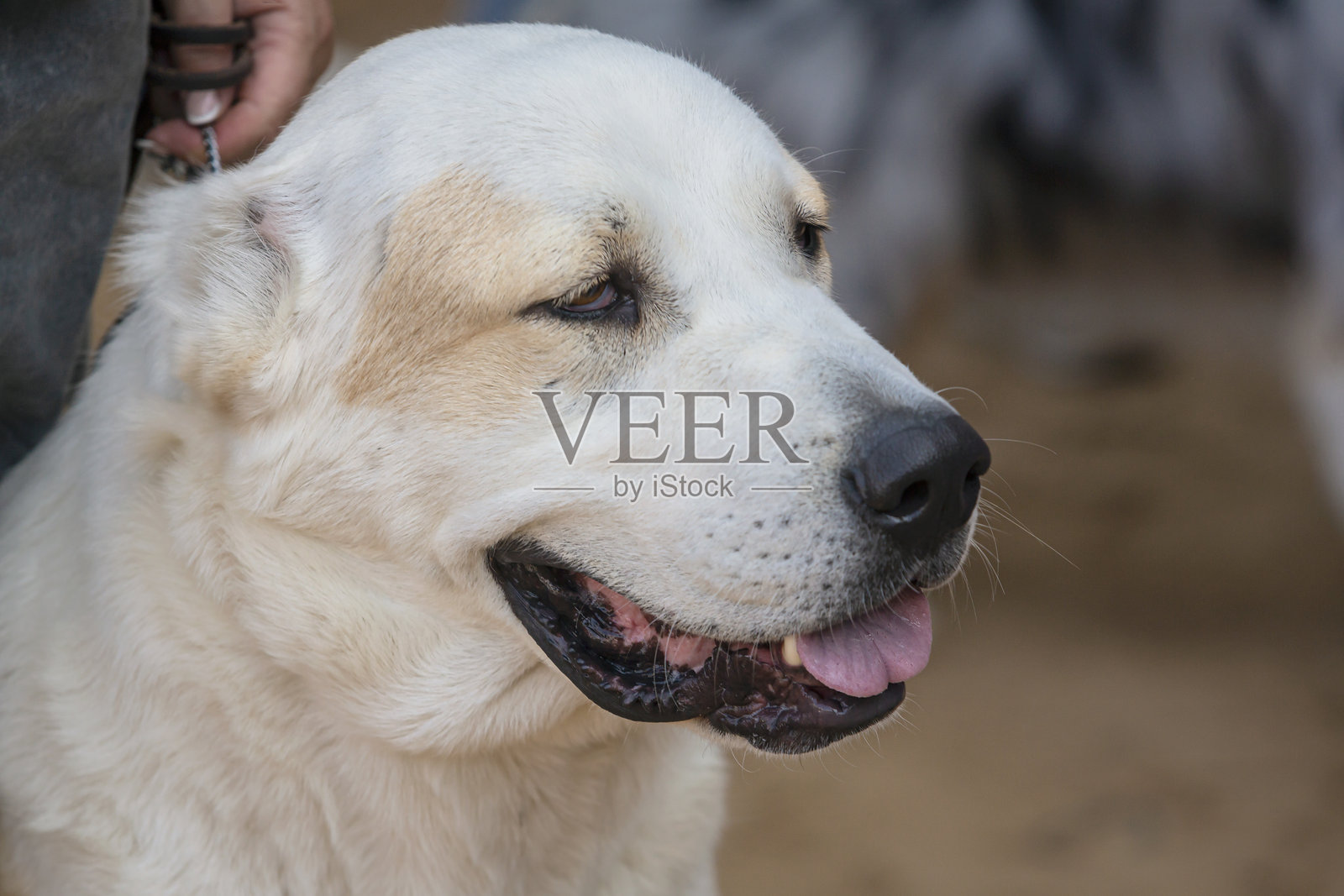 阿拉拜犬（中亚牧羊犬）的犬口特写肖像。照片摄影图片