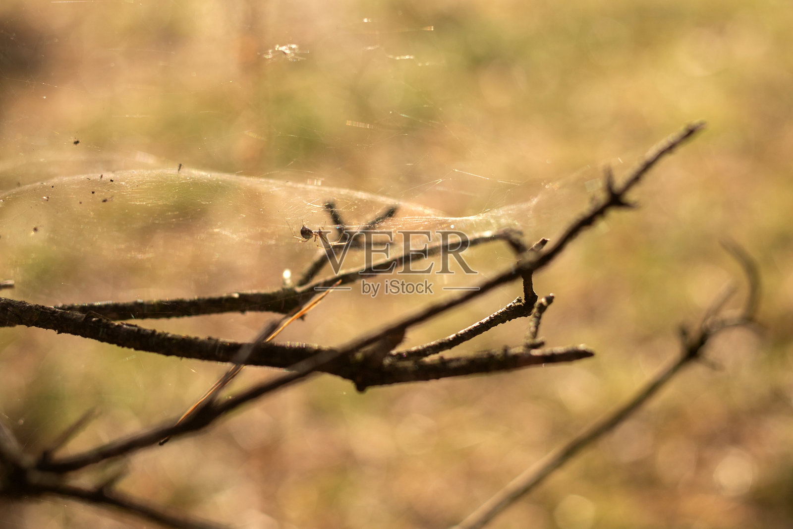 森林中树上的蜘蛛网照片摄影图片