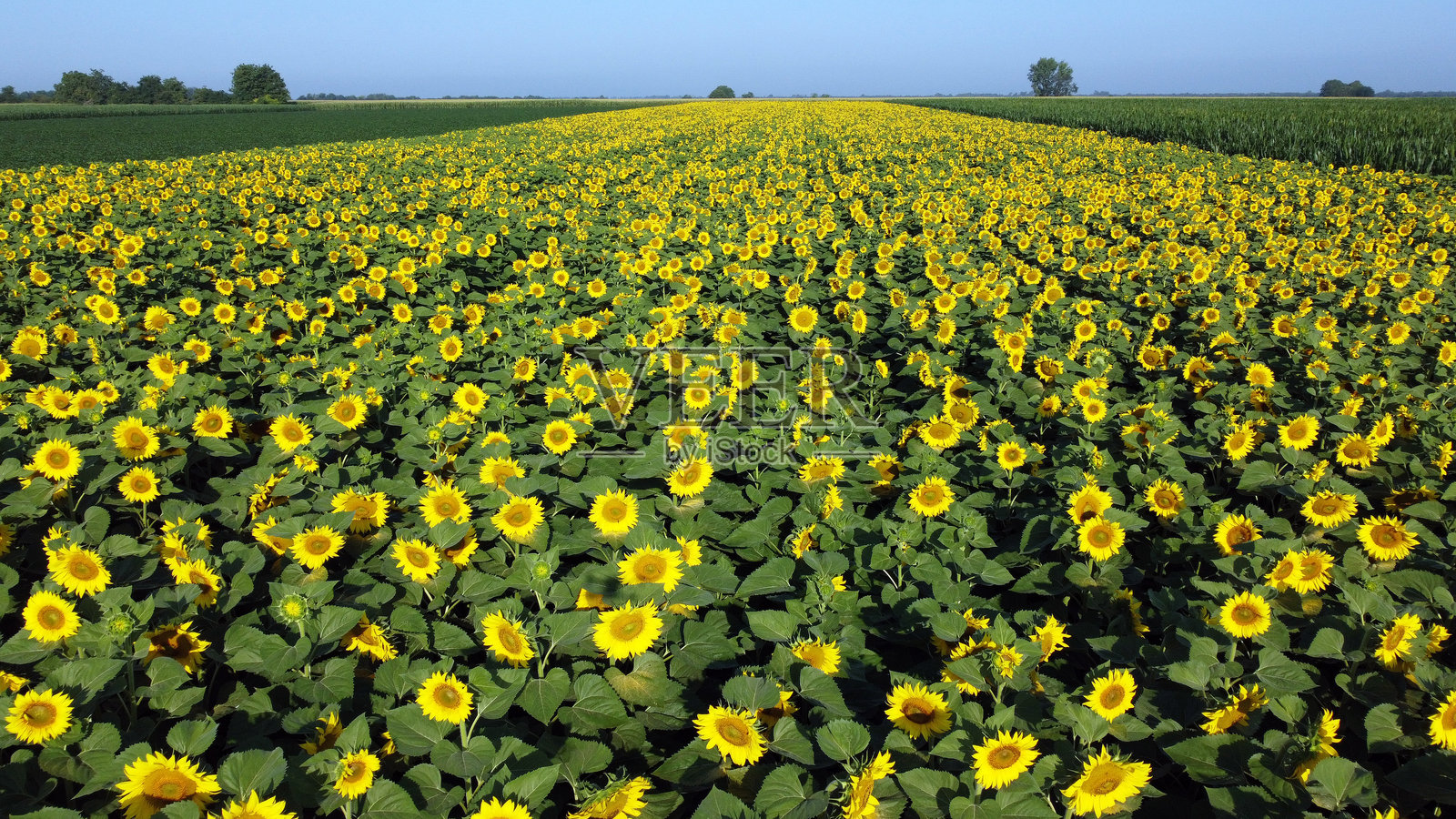 从无人机视角俯瞰的沃伊伏丁那盛开的向日葵田照片摄影图片