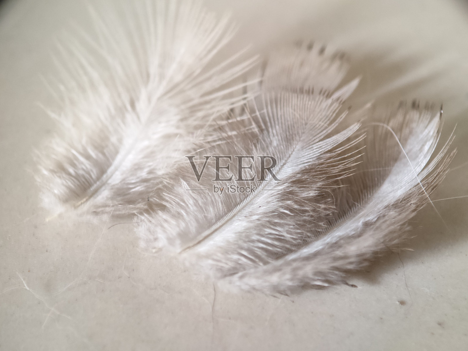 鸽子身上的羽毛掉落了照片摄影图片