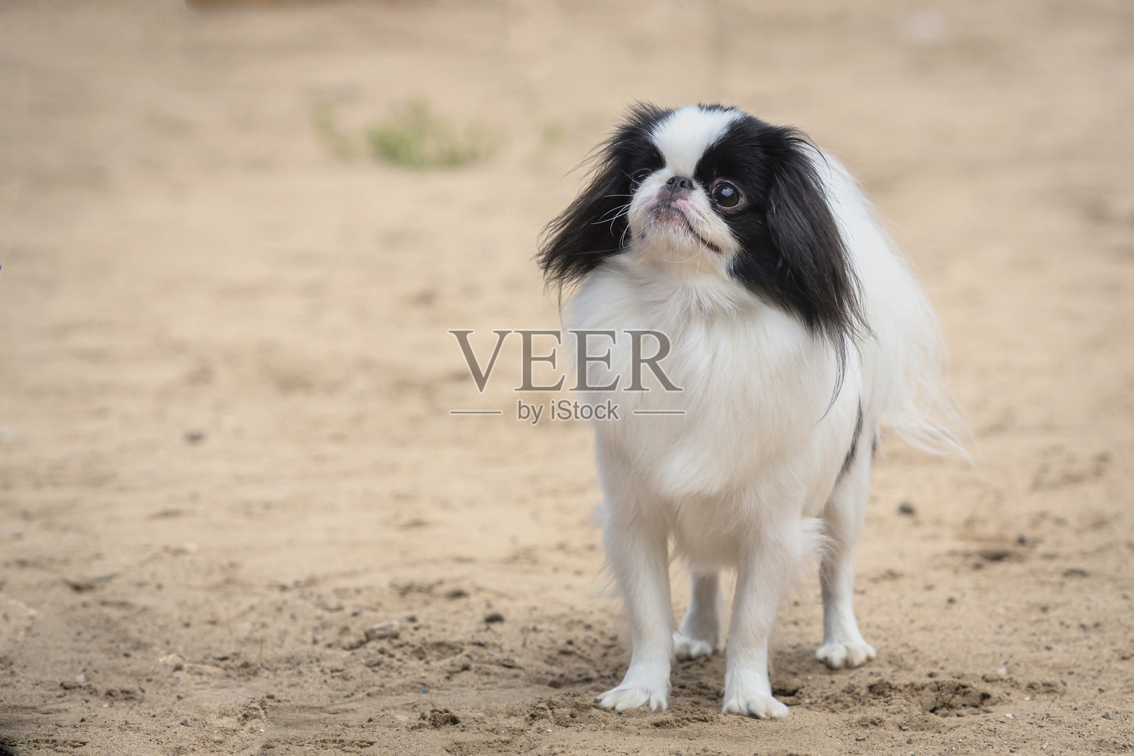 日本狆犬特写，背景为沙地照片摄影图片