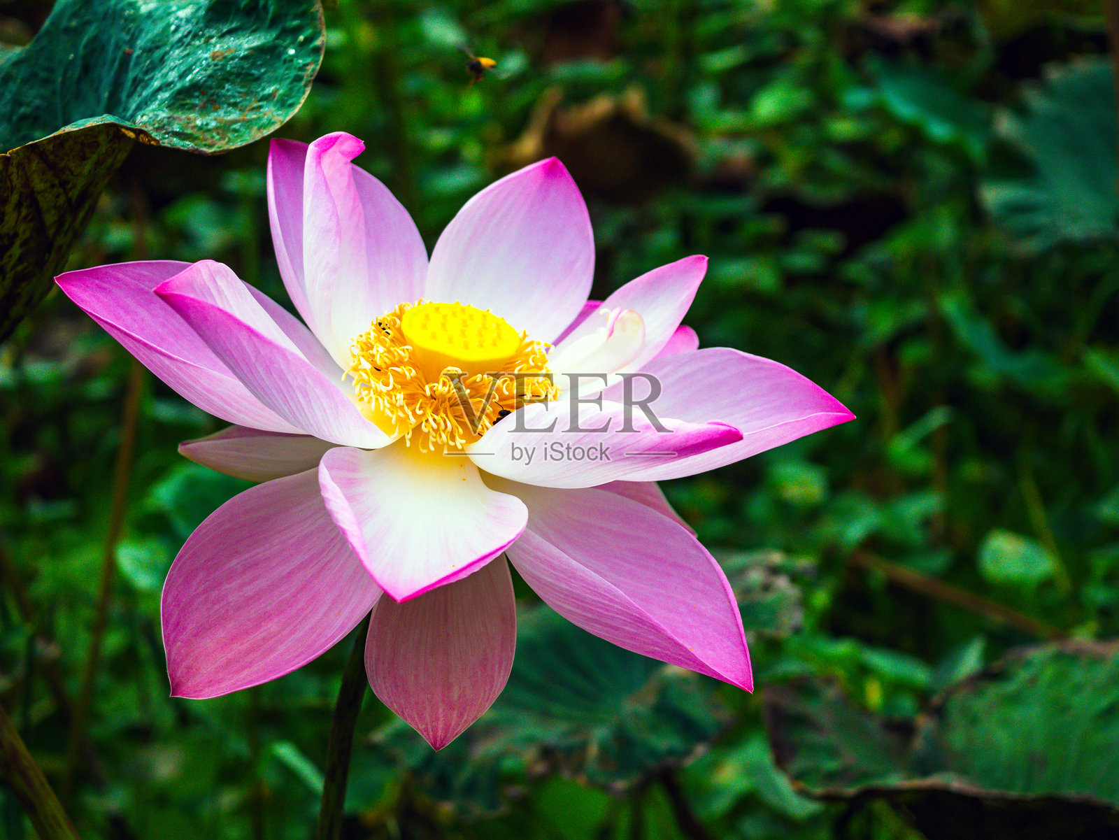 美丽盛开的印度莲花或睡莲，以及蓝色池塘中的莲叶。莲花背景。照片摄影图片