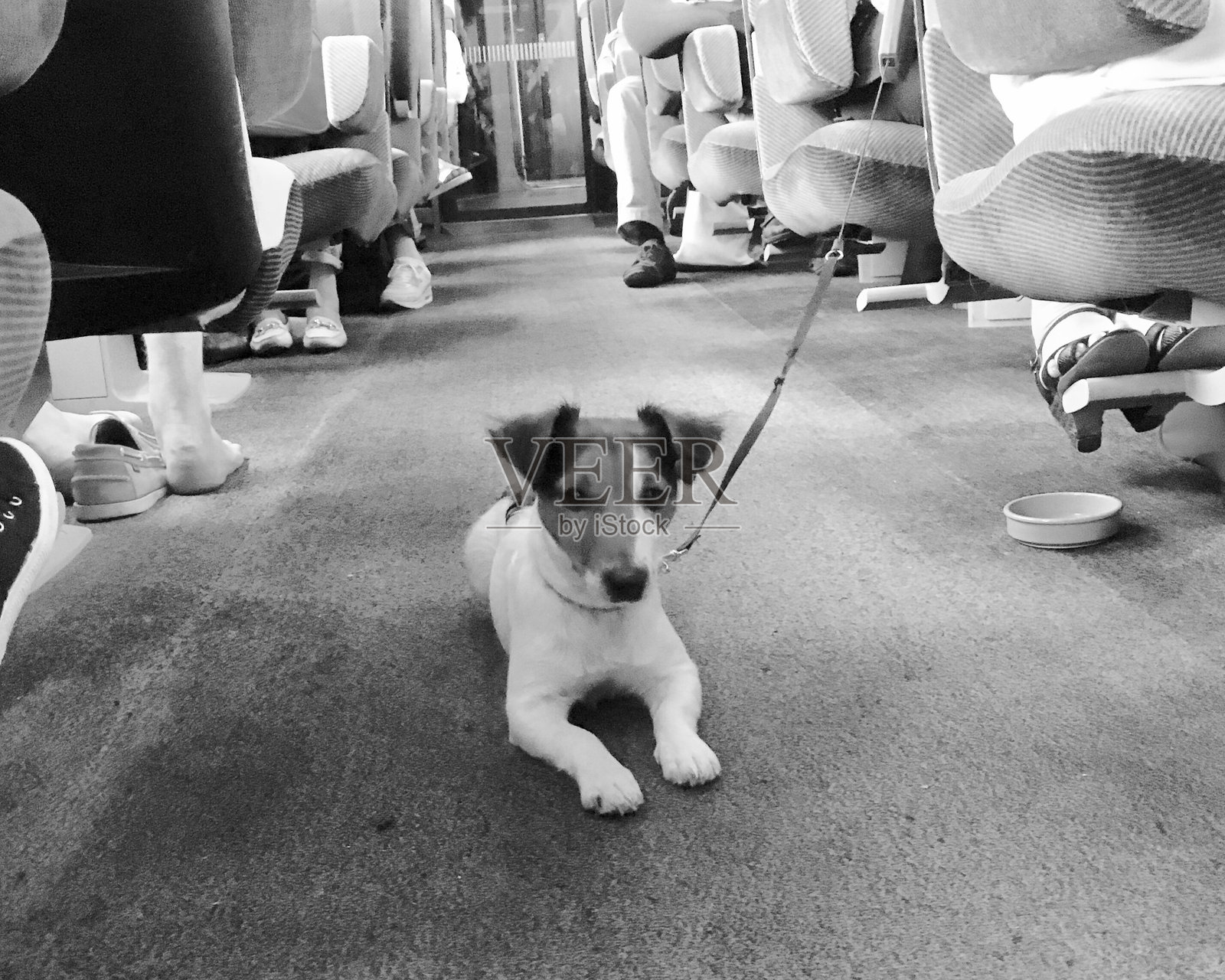 火车上的狗照片摄影图片