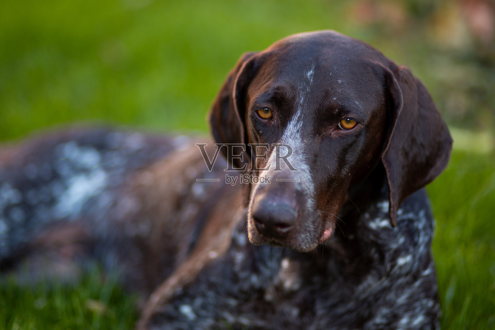 棕色带白斑的雌性库尔兹哈犬躺在绿色草坪上照片摄影图片
