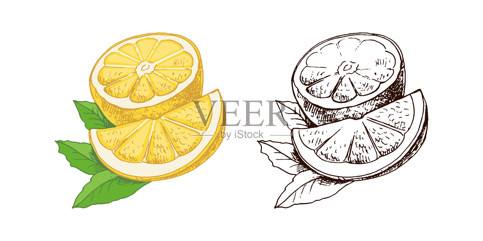 手绘矢量柠檬素描，含叶子的植物、柠檬片和半个柠檬，柑橘，橙子，葡萄柚，海报、菜单或标签适用插画图片素材