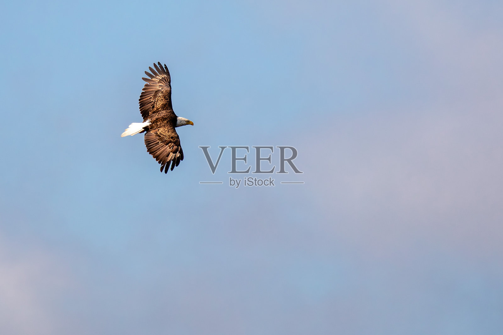 成年白头鹰（Haliaeetus leucocephalus），在蓝天中飞翔，留有空白空间。照片摄影图片