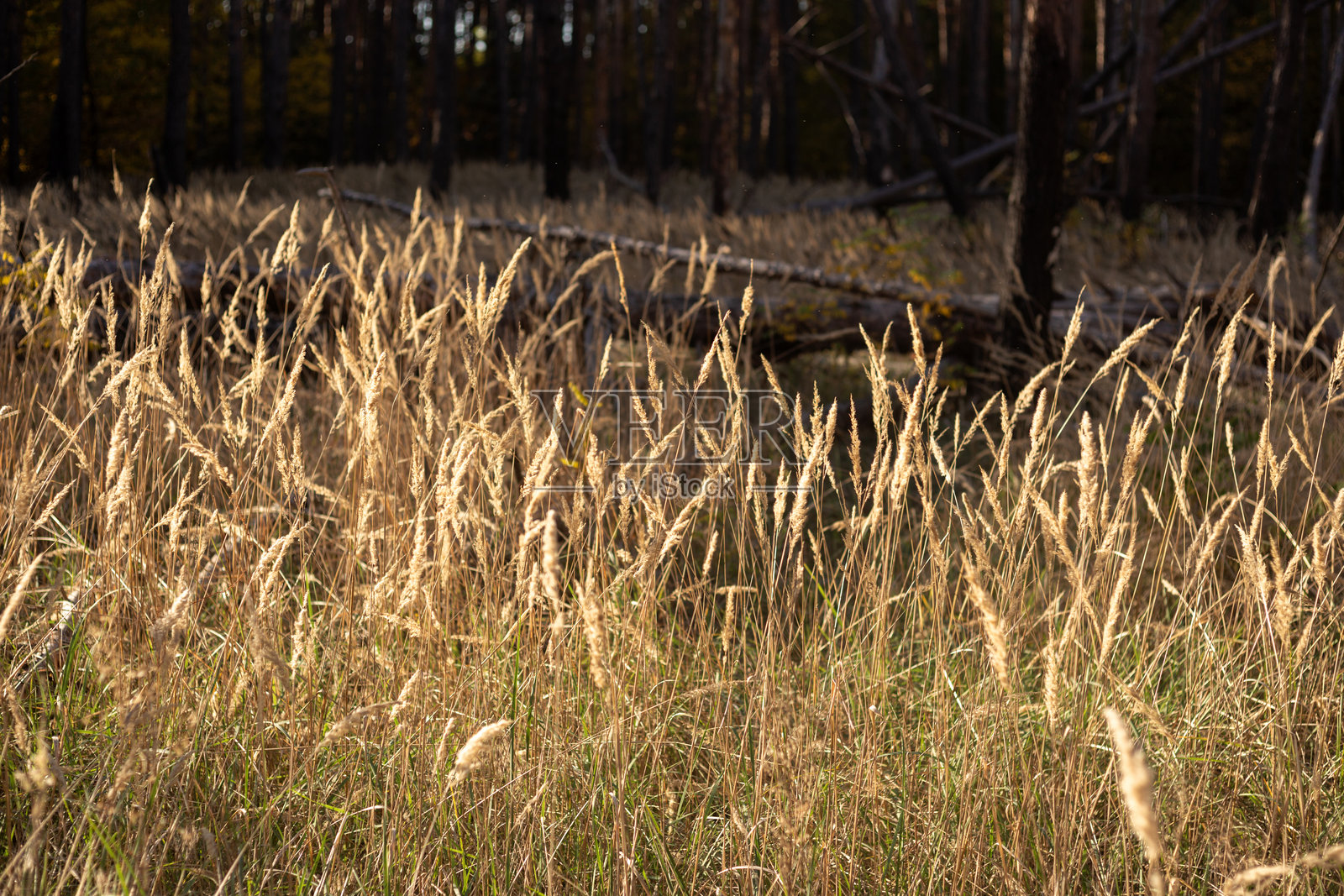 美丽的植物摄影，自然壁纸照片摄影图片