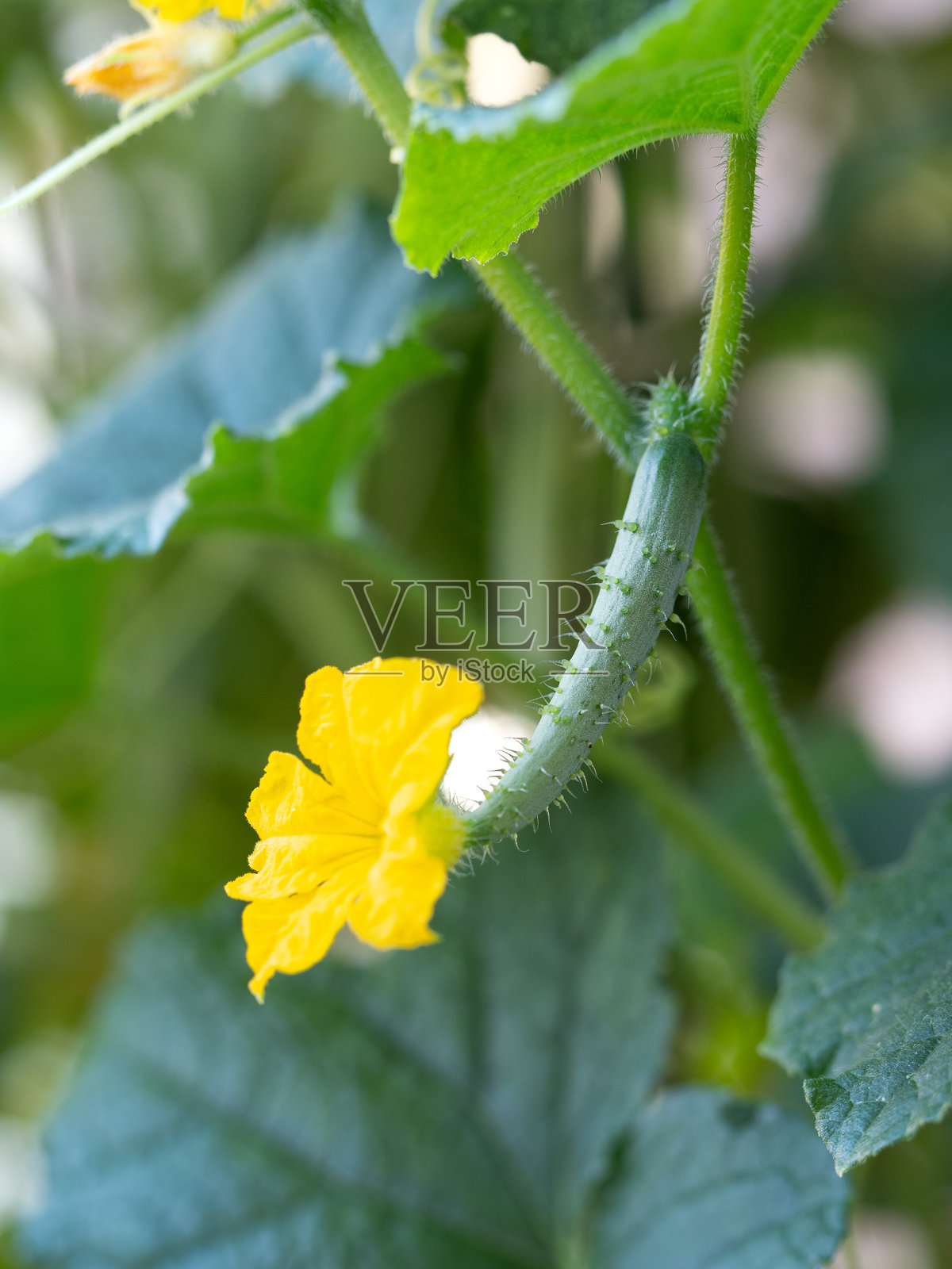 黄瓜雌花照片摄影图片