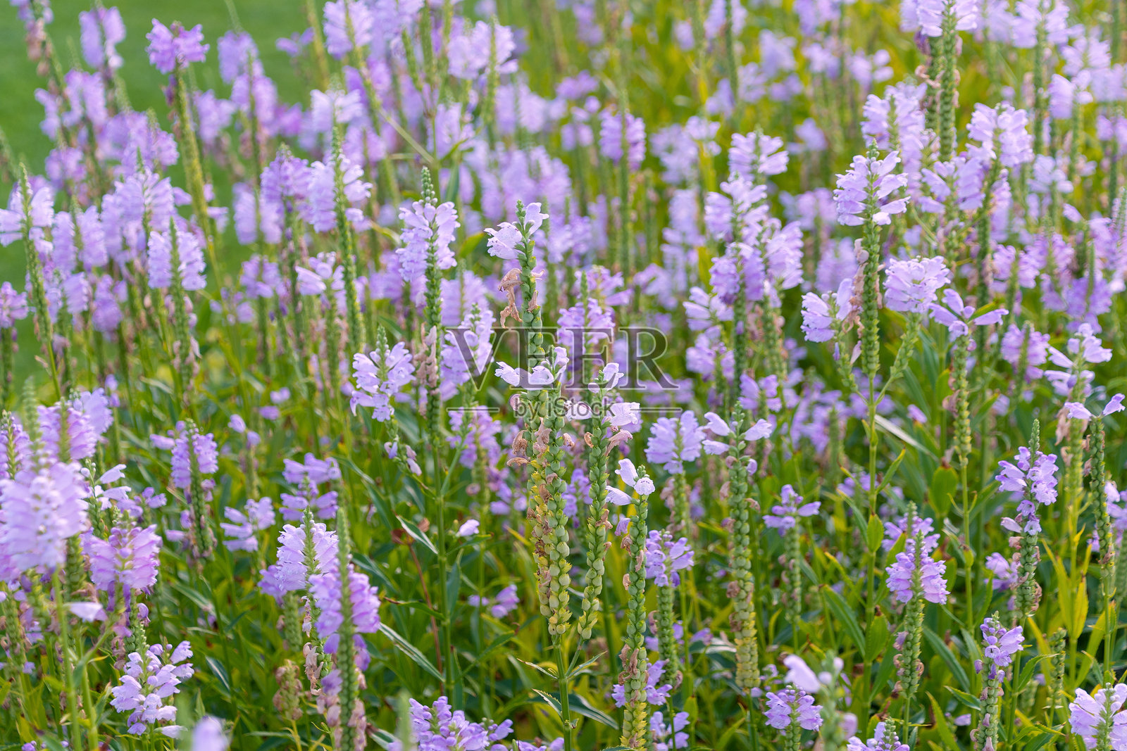 美丽的紫色花朵，生长于美国紫花苣苔（Physostegia virginiana），又称顺从植物、顺从、假龙头。开花植物。照片摄影图片