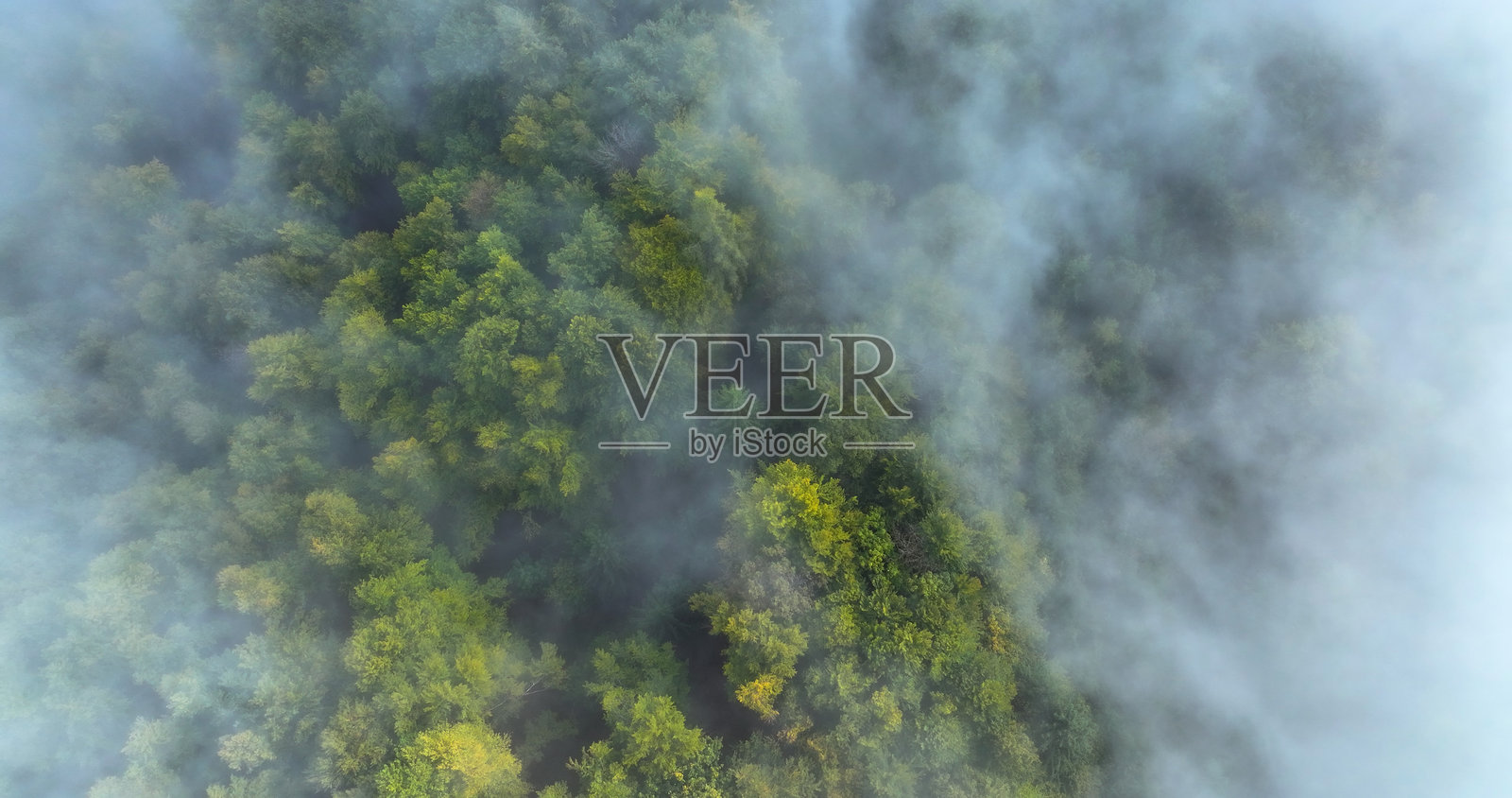 鸟瞰：雾气弥漫的林地，浓密的绿意被秋季的薄雾柔化照片摄影图片