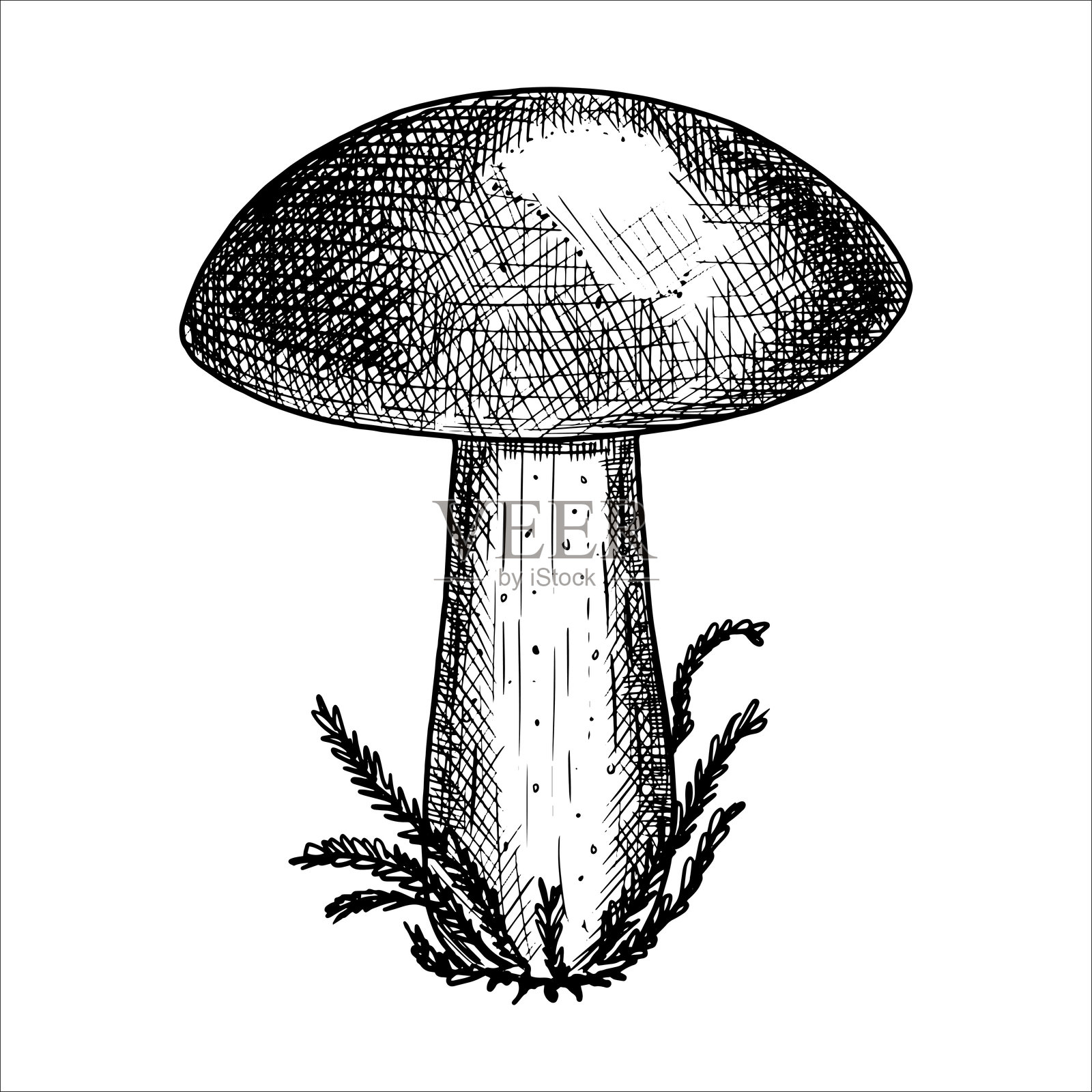 手绘蘑菇。矢量插图插画图片素材