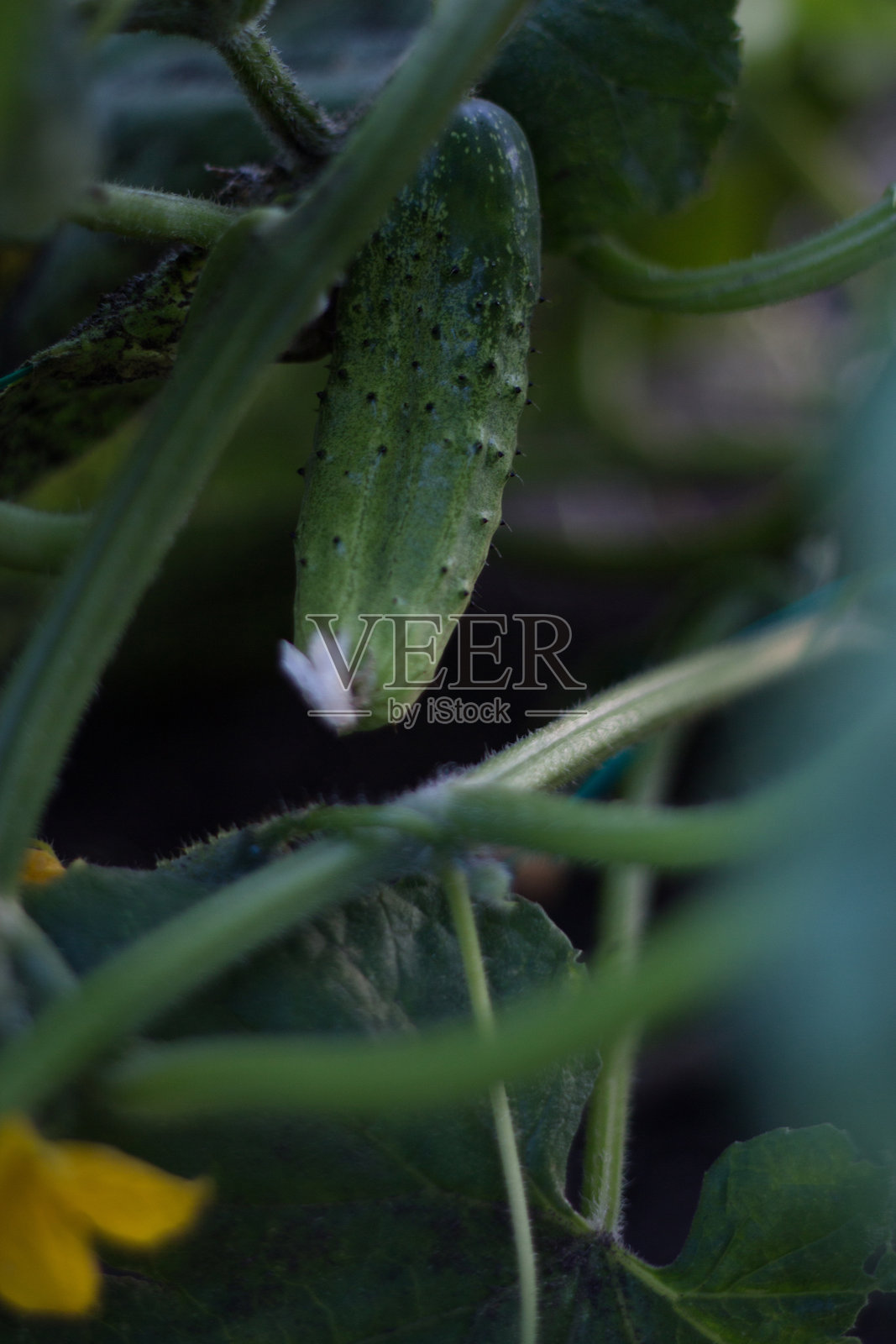 新鲜黄瓜特写生长中照片摄影图片