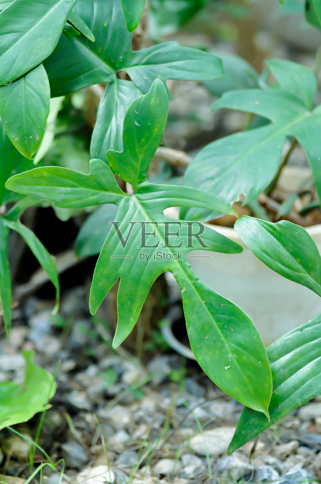 掌裂喜林芋照片摄影图片