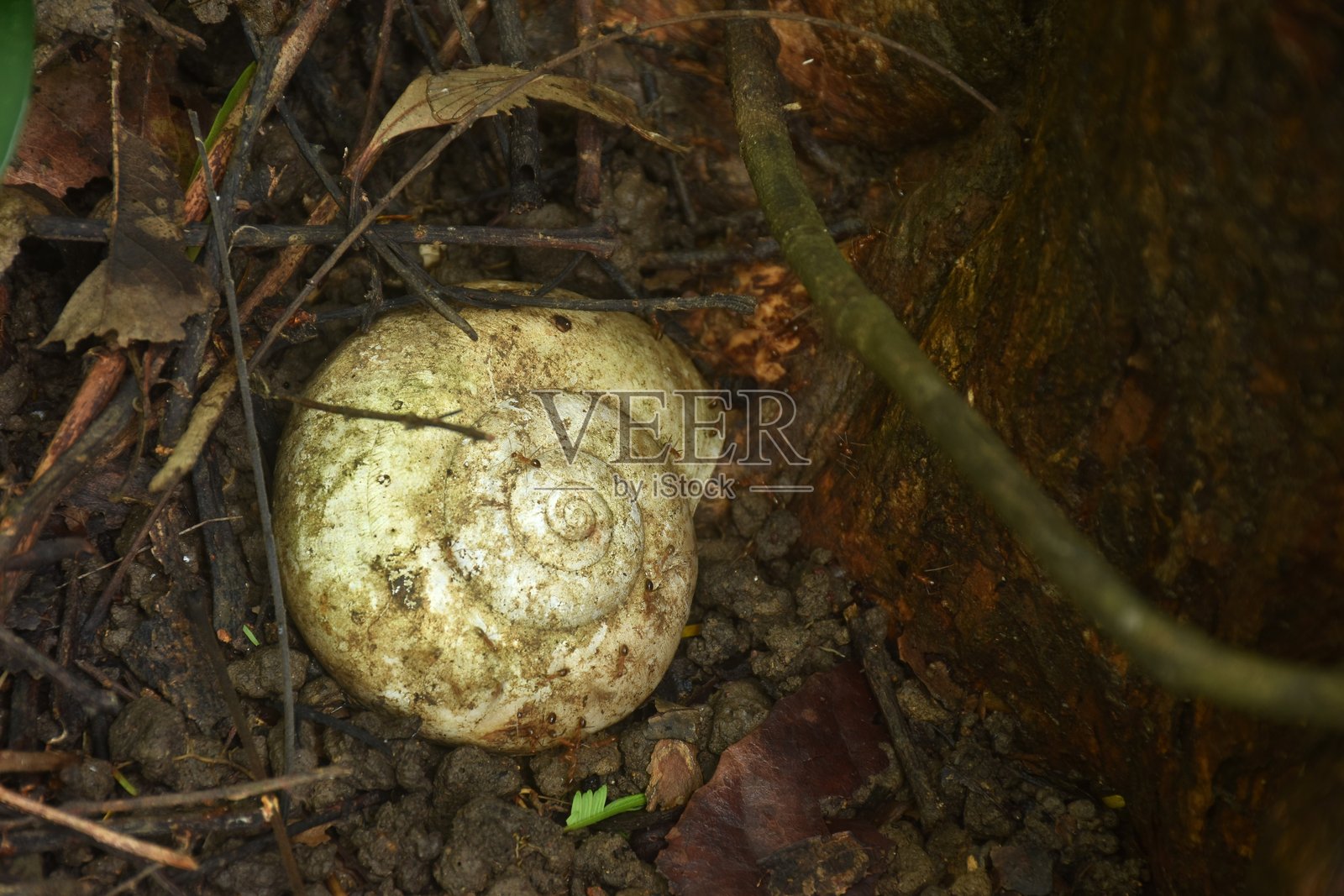 白色大蜗牛壳在泥土上死亡后照片摄影图片
