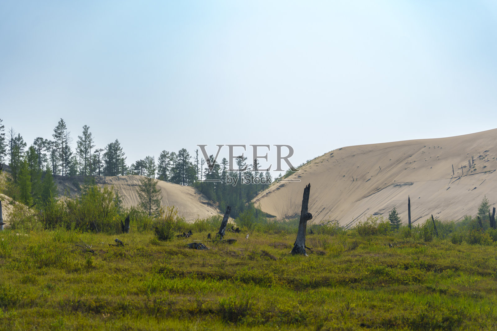 沙丘与郁郁葱葱的植被在朦胧的天空下交汇照片摄影图片