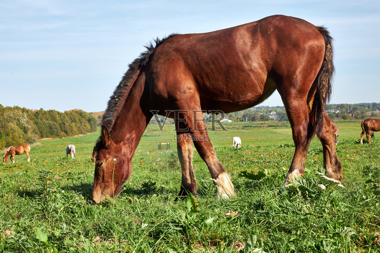 阳光明媚的夏日，马儿在田野上悠闲地吃草的特写镜头照片摄影图片
