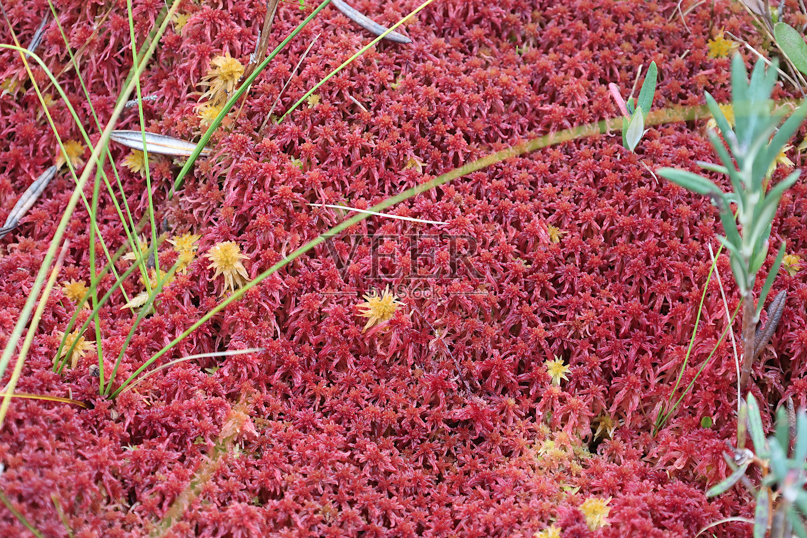 泥炭苔照片摄影图片