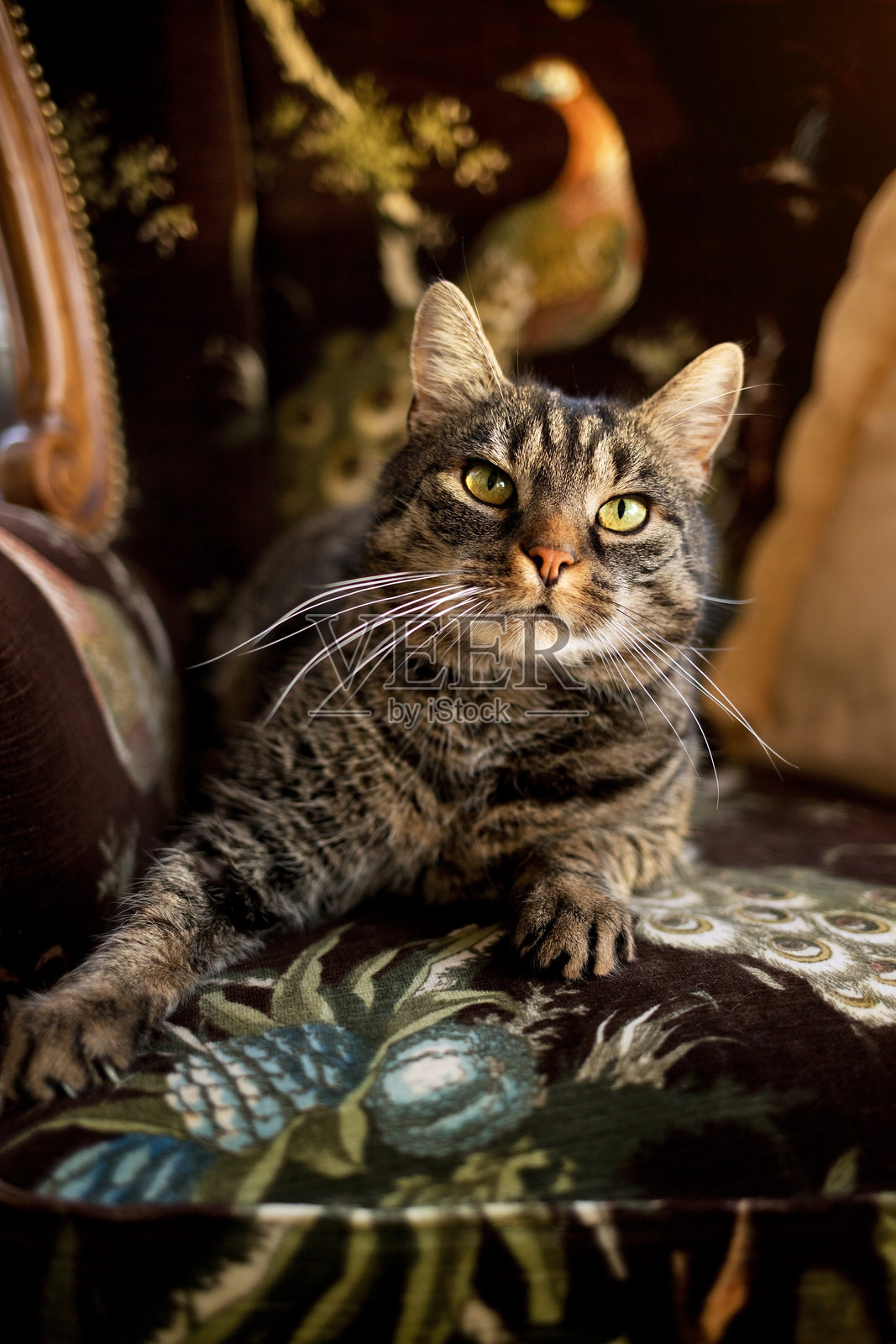 虎斑猫专注地躺在扶手椅上，向右看。照片摄影图片