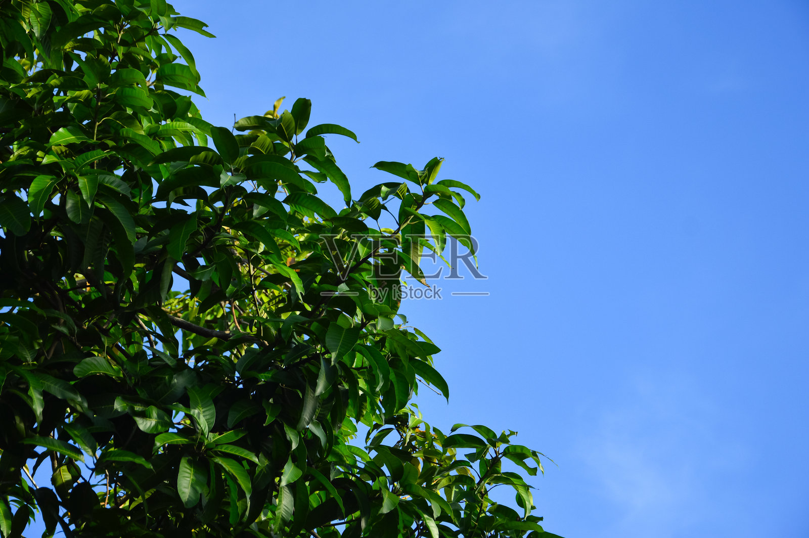 芒果叶与蓝天照片摄影图片