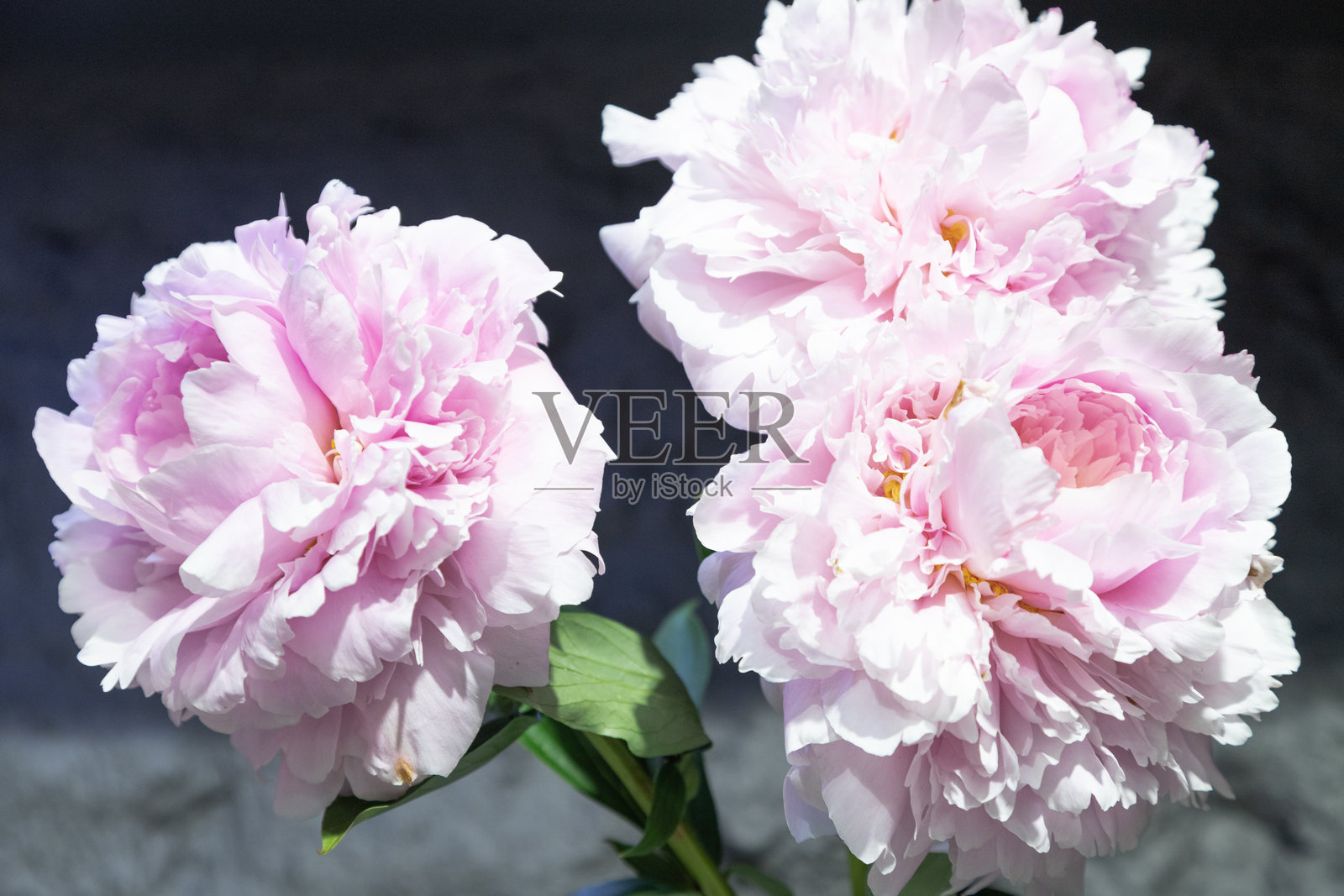 美丽的粉色皇后花牡丹特写。模糊背景。照片摄影图片